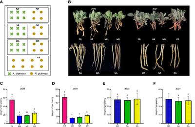 Intercropping with Achyranthes bidentata alleviates Rehmannia glutinosa consecutive monoculture problem by reestablishing rhizosphere microenvironment